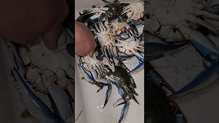 Why you MUST eat Male Blue Crabs! MEAT!!!🍖🍖🍖🍖🍖🍖🍖