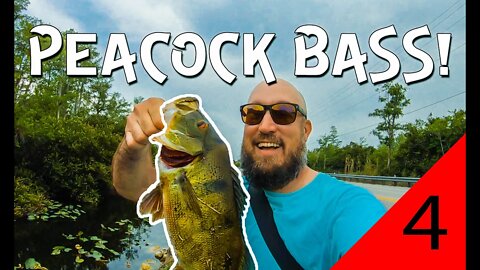 Peacock bass in the Florida Everglades (FIRST PEACOCK!)