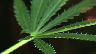 Medical marijuana patients triple in 2018