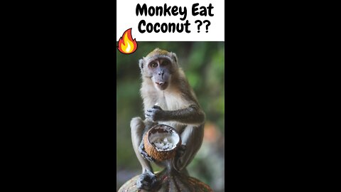 Monkey Eat Coconut ??