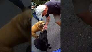 Good Dogs run to meet motorcyclist, bad dog tries to bite motorcyclist