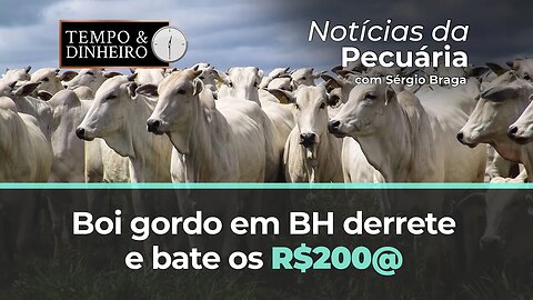 Alerta e cuidados no setor de aves para gripe aviária