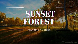 Forest Sunset: Calm and Serene Ambiance for Relaxing Evenings