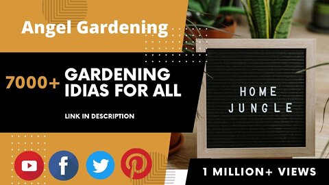 Best Indoor Gardening with Bonsai tree | 7000 + Gardening & Landscape Idias | #angelgardening