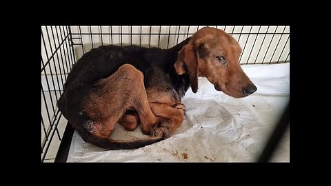 Abandoned, sick and neglected dog was left to starve to death! .