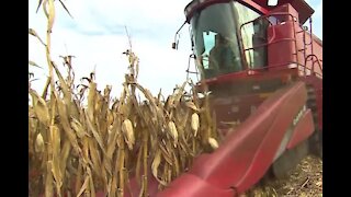 Corn prices increase to 8-year highs