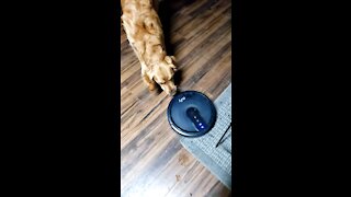 Pups and Roomba