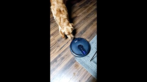 Pups and Roomba