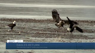 Eagles are back at Barr Lake State Park