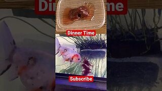 Bloodworm Goldfish Dinner #aquarium #feedingfish #bloodworms #yuanbao #fancygoldfish