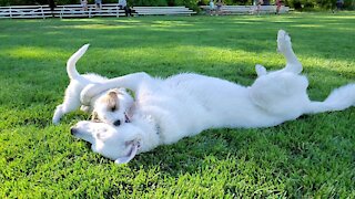 Ares and Dray jack russell with buddy pyrelab