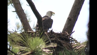Bald eagle hopping into and then out of the nest.