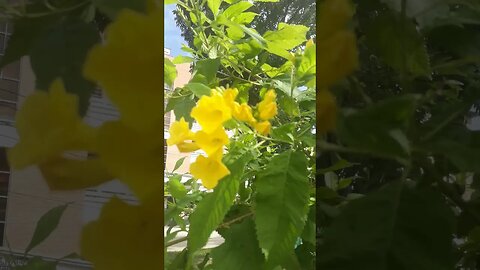 wow wonderful natural amazing nature flowers #viralvideo