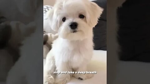 very cute White puppy #petvideos #videos
