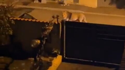 Town Near Rome Freaks Out As A Lion Roams The Streets Freely