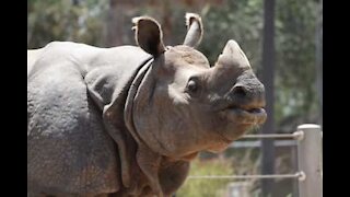 Un rhinocéros se promène tranquille dans un village