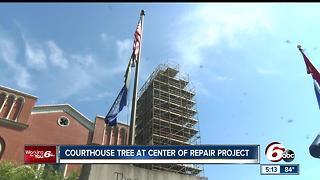 Courthouse tree at center of repair project