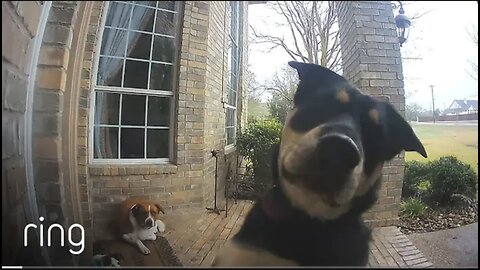 Family Dogs Learn to Use Ring Video Doorbell to Get Owner's Attention