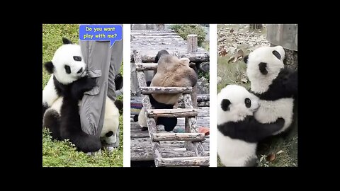 Funny and cute baby pandas fighting and playing 😂😍 Try not to laugh 😂😍 Playing with zoo kepeer