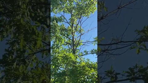 Bird Chirping In Tree