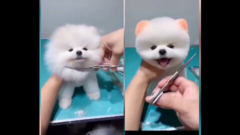 Perfect Hair Cutting For Cute dog