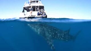 Ce requin baleine fiche la trouille à un groupe de touristes