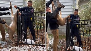 Police rescue deer stuck in fence
