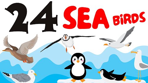 24 Sea Birds | Learn English Kids | Educational Video for Toddlers