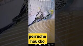 perruche houkko 😍