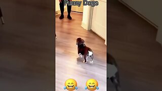 Funny Dogs #shorts #shortvideo #funnyshorts #funnyvideo #funnydogs