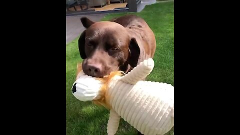 Chocolate Labrador gets very happy with his favorite toy
