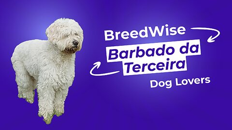 Introducing the Barbado da Terceira Dog Breed - Your Ultimate Guide!