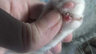Cute Baby Cat Has Injured His Little Paw