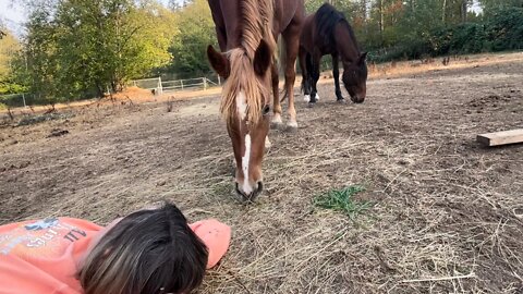 Day 6 Gentling Wild Mustangs In A 2 Acre Field: No Ropes, No Restraints