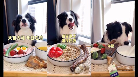 Watching Border Collie eating food can cure poor appetite, really delicious !