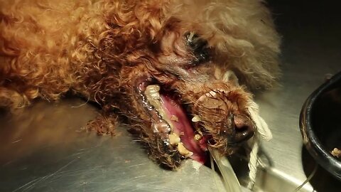 A 6yearold poodle has a pus discharging wound below the right eye Oronasal fistula 1080p