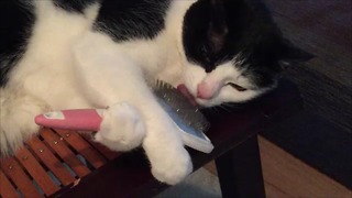 Cat Grooms His Brush