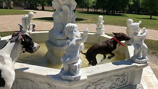 Great Dane Watches Funny Pointer go for a Dip in the Fountain