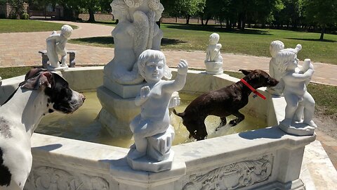 Great Dane Watches Funny Pointer go for a Dip in the Fountain