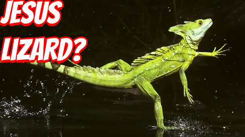 The Weirdest Reptiles To Ever Live!