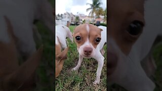 CUTE CHIHUAHUA P.3 #shorts