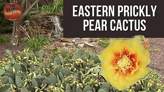 All About The Eastern Prickly Pear Cactus