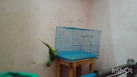 cute parrot @Parrot Lover