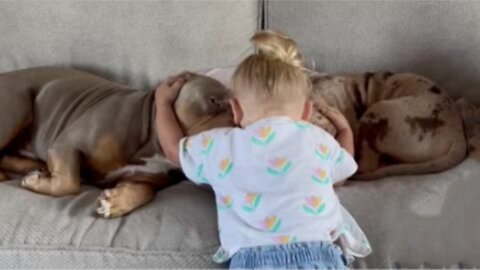 Toddler hugging her doggies is the perfect way to start your day