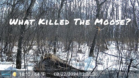What Killed The Moose?