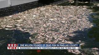 Pinellas businesses hurting, smell unbearable thanks to red tide