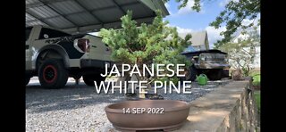 Japanese White Pine Autumn Potting