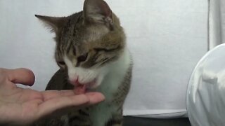 Delicate Cat Wants to Be Handfed