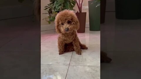 😂 cute dog video 😂, part 155 #shorts