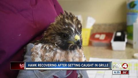 Hawk recovering after getting stuck in truck